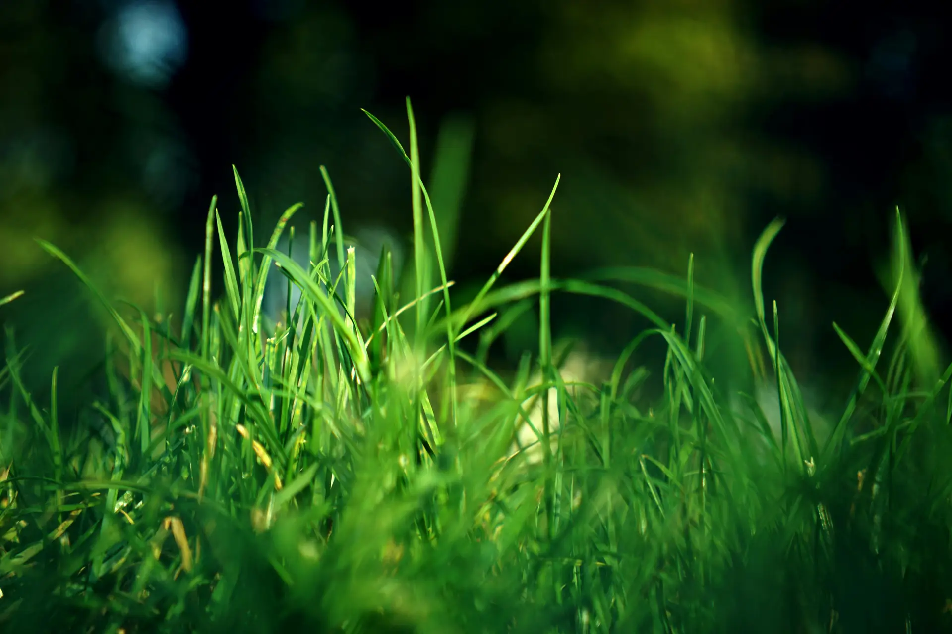 Grass concept render by Visionary Outdoor Solutions